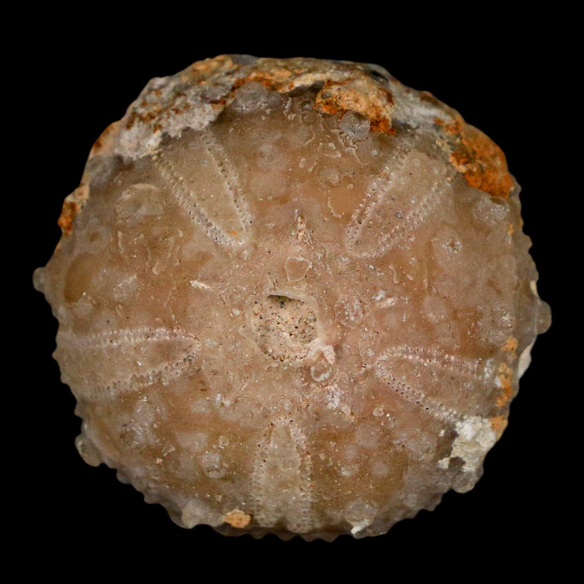 33MM Detailed Fossil Goniopygus Sp Sea Urchin Echinoid Cretaceous