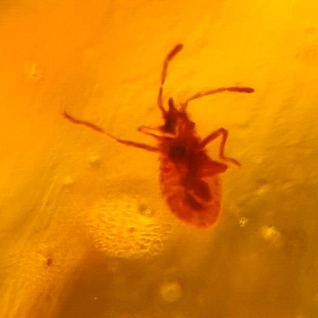Burmese Insect Amber Hymenoptera Stink Bug Fossil Cretaceous Dinosaur ...