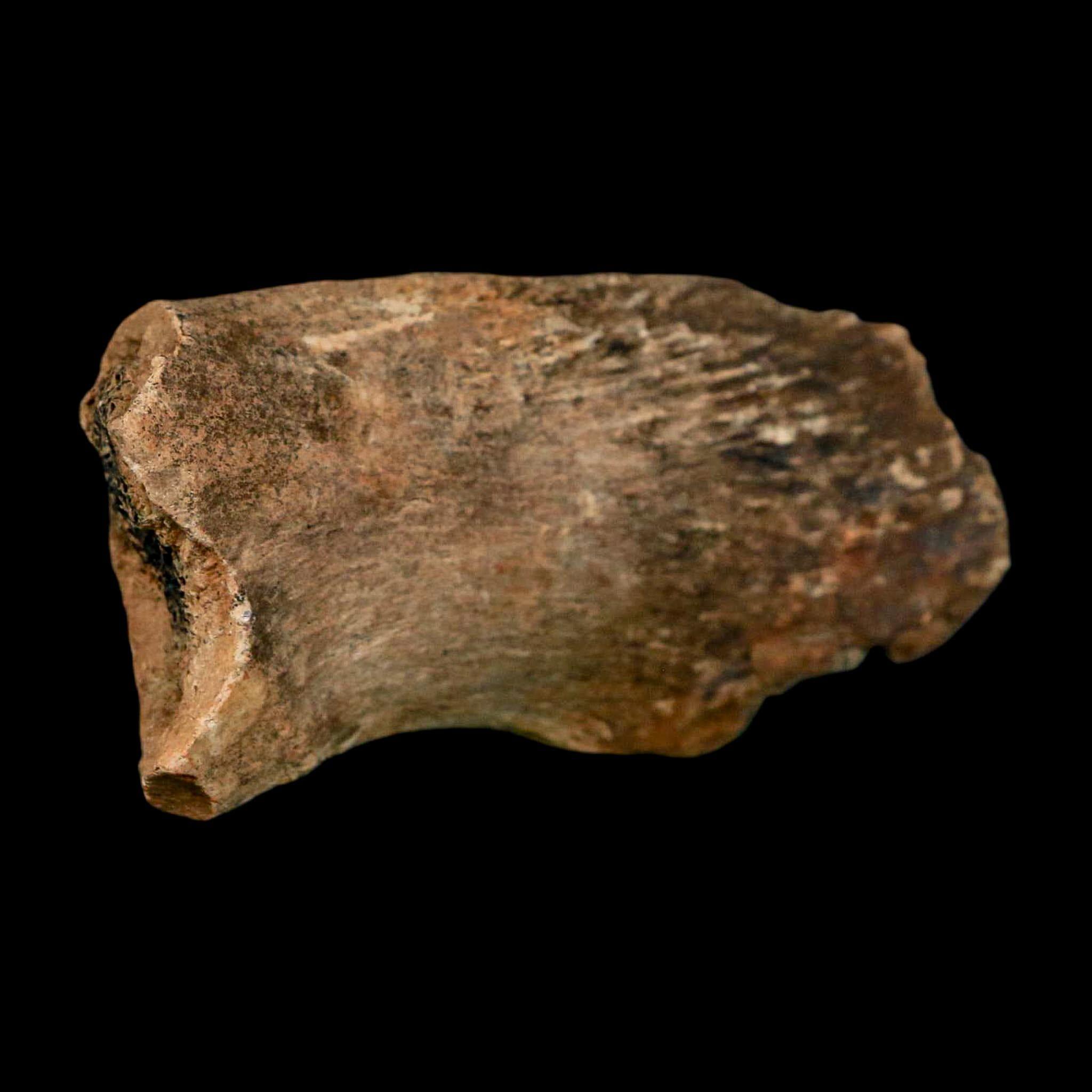 2.4インチ ハドロサウルス恐竜の化石 肋骨 ヘルクリーク層 モンタナ州