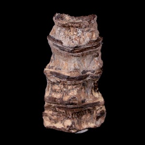 1.4&quot; Xiphactinus Audax Fossil Vertebrae Cretaceous Era Fish Niobrara Formation Kansas Free Shipping