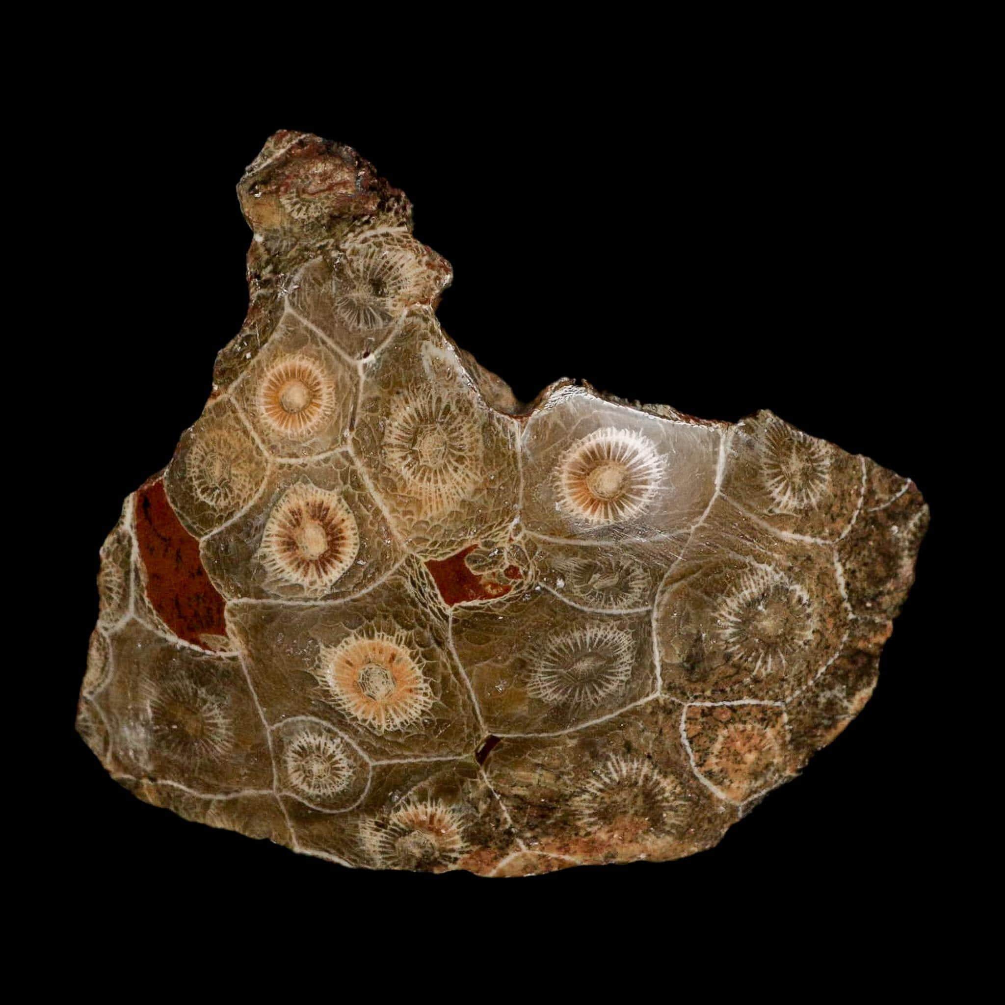 FossilAgeMinerals - Etsy 日本