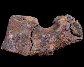 2.8&quot; Thescelosaurus Fossil Dorsal Vertebrae Cretaceous Dinosaur Lance Creek Formation Wyoming Certificate of Authenticity Free Shipping