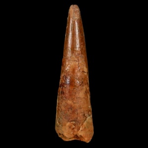 1.3&quot; Pterosaur Coloborhynchus Fossil Tooth Upper Cretaceous Kem Kem Basin Morocco Certificate Of Authority Free Display and Free Shipping