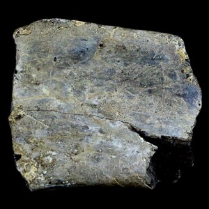 2.5" Edmontosaurus Fossil Rib Bone Specimen Lance Creek Formation Cretaceous Dinosaur Wyoming Certificate of Authenticity Free Shipping image 5