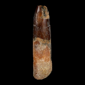 1.8&quot; Rebbachisaurus Sauropod Fossil Tooth Early Cretaceous Dinosaur Morocco Certificate Of Authenticity Free Display and Shipping