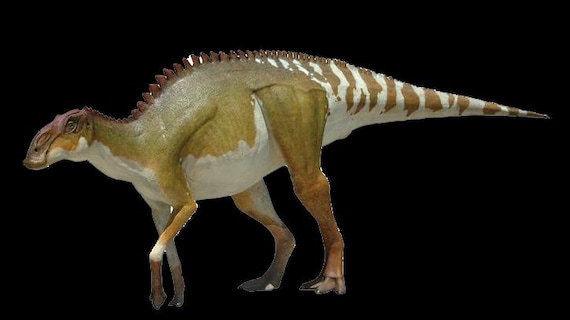 1.5インチ ブラキロフォサウルス 化石 椎骨 白亜紀恐竜