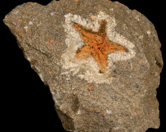 20MM Brittlestar Petraster Seestern Fossil Ordovizian Alter Blekus Marokko Kataoua Formation Echtheitszertifikat Kostenloser Versand
