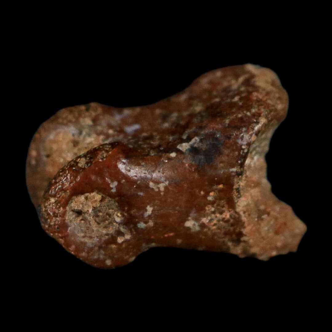Stone Age Raptor 0.4
