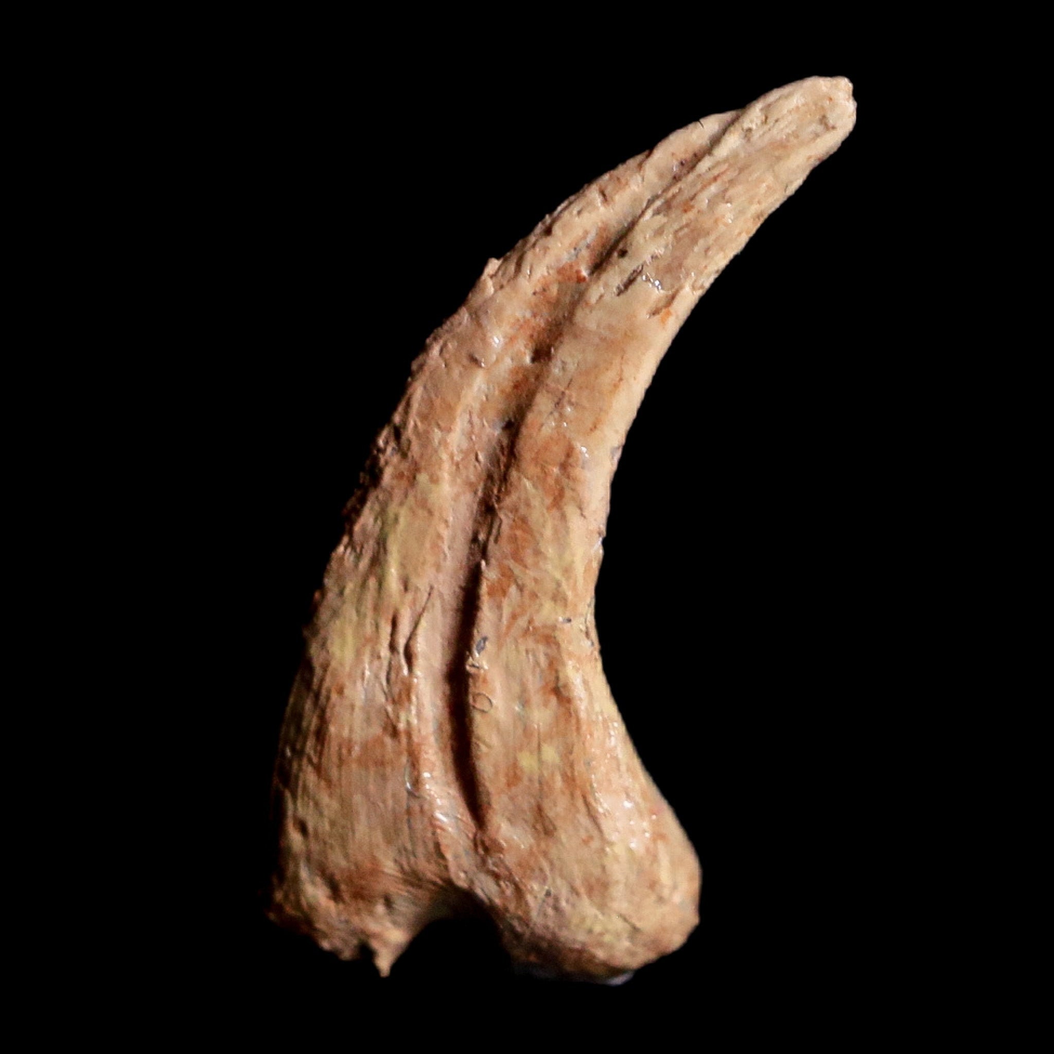Dinosaur claw for sale hotsell
