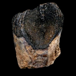 0.6&quot; Triceratops Fossil Tooth Lance Creek Formation Cretaceous Dinosaur Wyoming Certificate Of Authenticity Free Display and Shipping