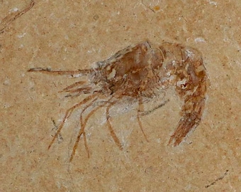 4 4 化石エビ Carpopenaeus 白亜紀 1 億年前 セノマニアン層 レバノン