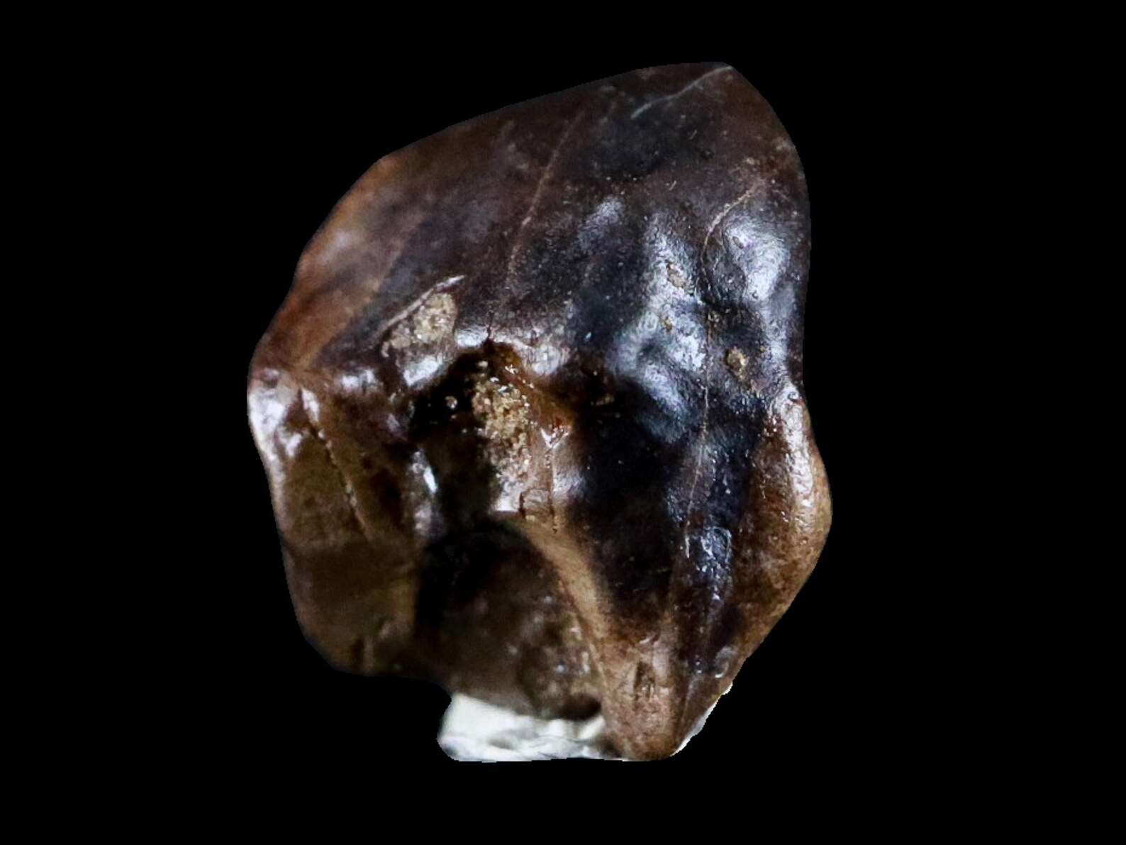 centrosaurus fossil