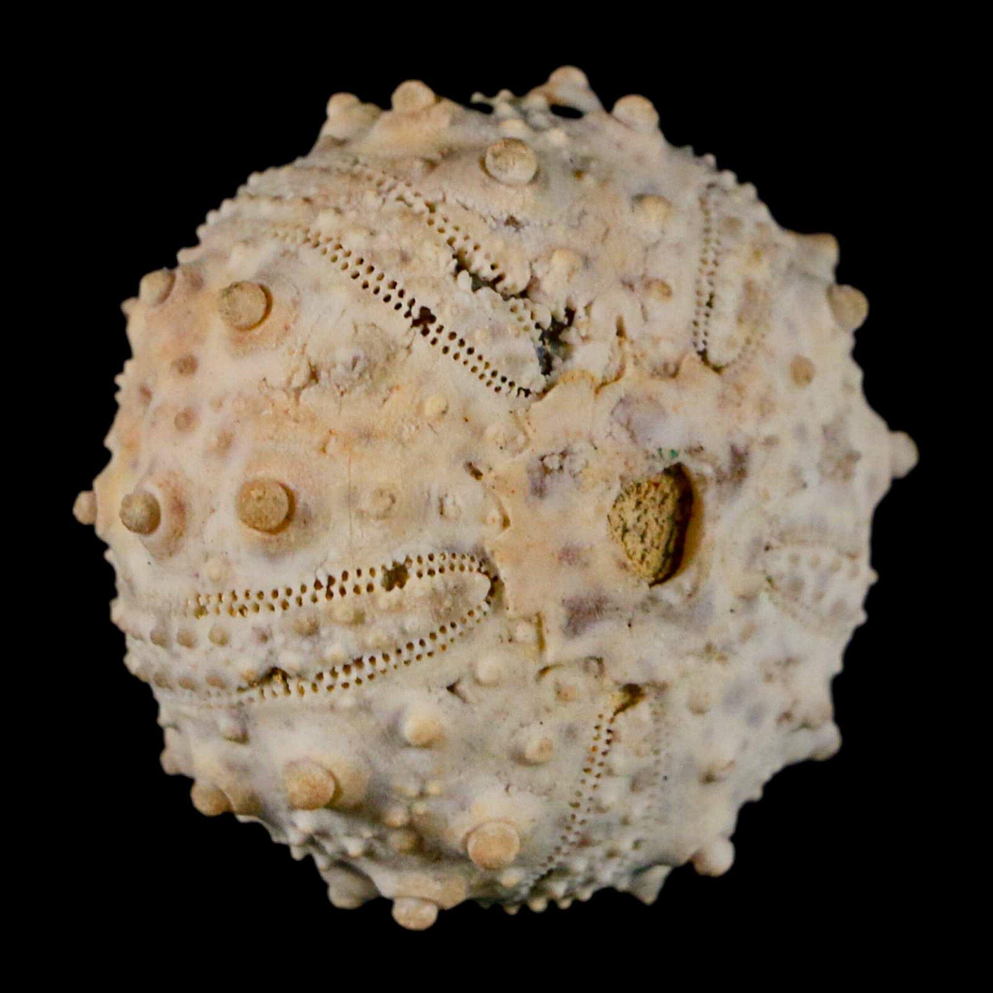 32MM Detailed Fossil Goniopygus Sp Sea Urchin Echinoid Cretaceous