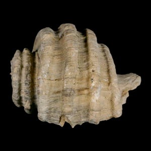 1.8 "Ecphora Gardnerae Gastropoden Fossil Muschel Lee Creek Biozön Epoche North Carolina Versand versandkostenfrei