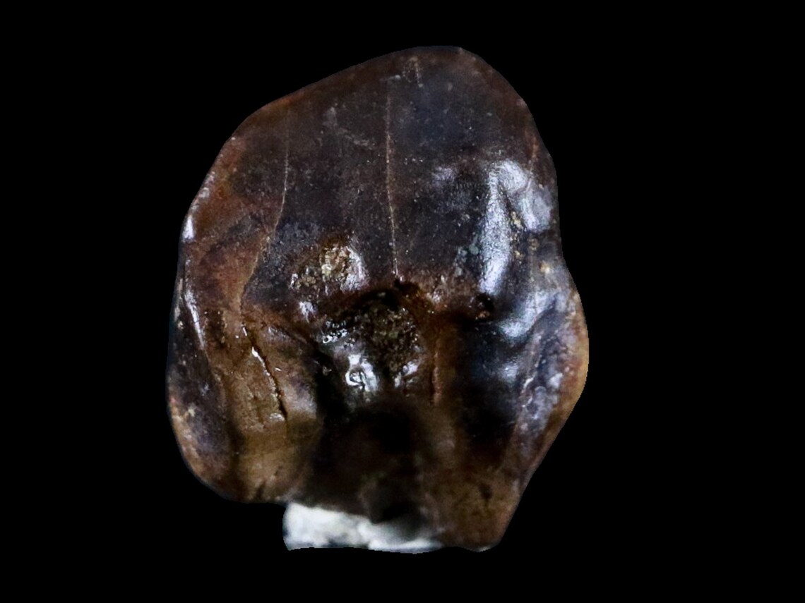 centrosaurus fossil