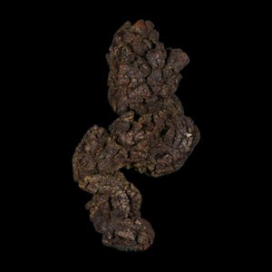 May include: A close-up shot of a dark brown, irregularly shaped object against a black background. The object has a rough, textured surface with various bumps and crevices. The color is a deep, earthy brown with hints of reddish tones.