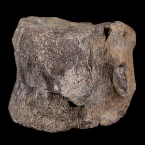 2.1&quot; Maiasaura Hadrosaur Dinosaur Vertebrae Bone Fossil Two Medicine Formation Montana Certificate Of Authenticity Free Shipping