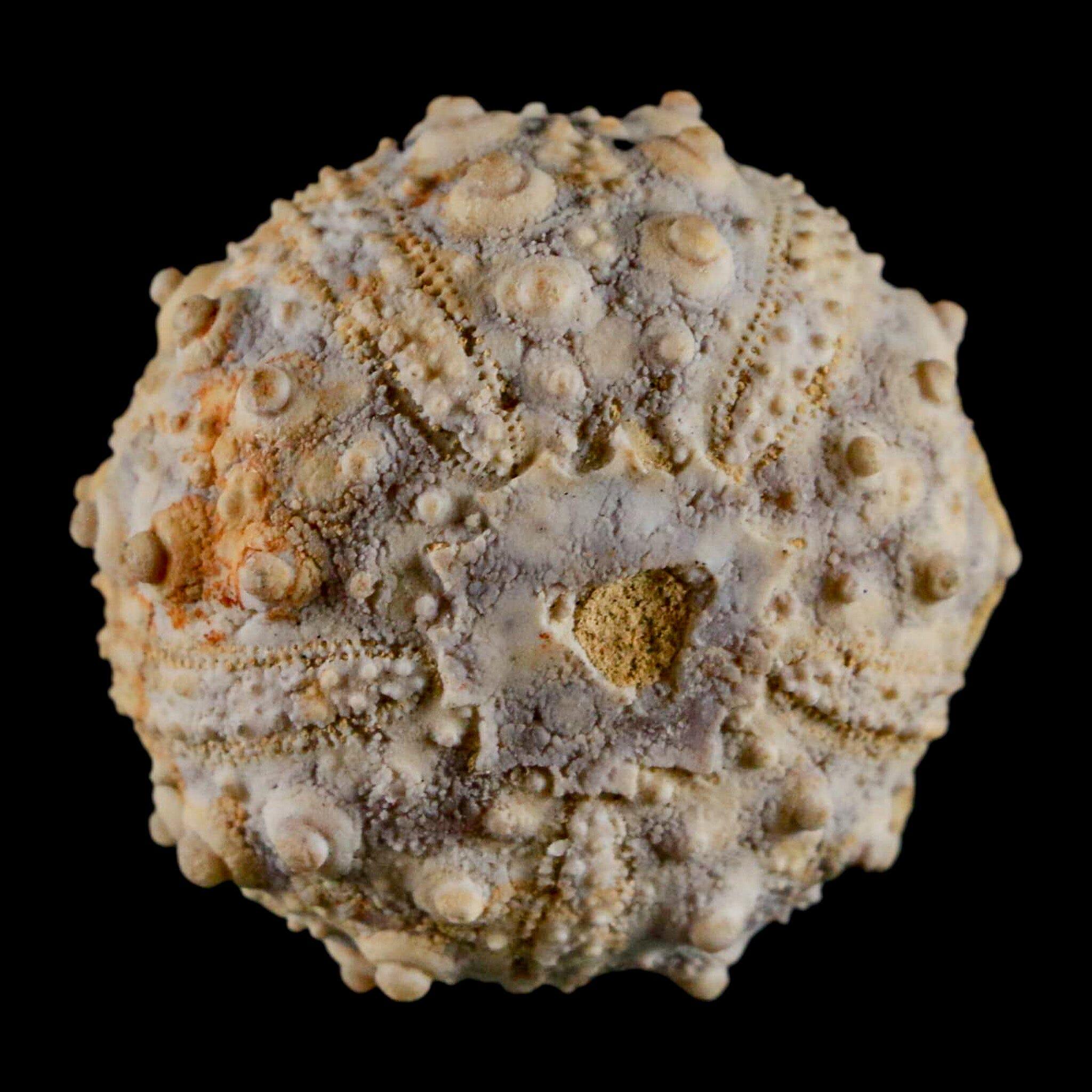 34MM Detailed Fossil Goniopygus Sp Sea Urchin Echinoid Cretaceous
