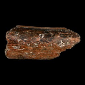 2.1インチ モササウルス化石 肋骨セクション 白亜紀恐竜時代 テキサス オザン層 真正証明書付き 送料無料