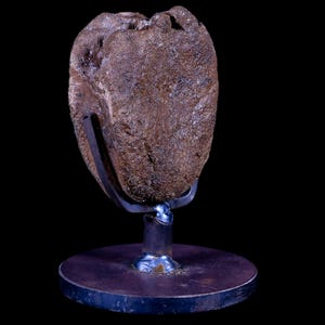 2.3" Brachylophosaurus Fossil Vertebrae Dinosaur Judith River FM Montana Certificate of Authenticity Custom Metal Stand Free Shipping