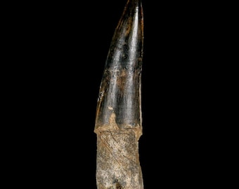 XL 3.9" Spinosaurus Fossil Tooth 100 Million Years Old Cretaceous Dinosaur Oued Zem Morocco Certificate of Authenticity Free Shipping