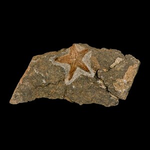 ペトラスター属ヒトデの化石、オルドビス紀カタウア、メシシ、モロッコ