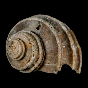 1.8 "Ecphora Gardnerae Gastropoden Fossil Muschel Lee Creek Biozön Epoche North Carolina Versand versandkostenfrei