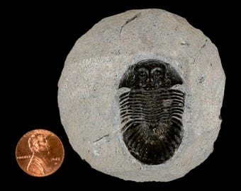 1.6インチ スカブリスクテラム三葉虫化石 デボン紀 モロッコ 4億年前