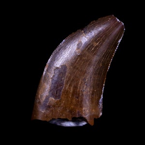 0.7 &quot;Nanotyrannus Tyrannosaurus Fossiler Zahn Dinosaurier Lance Creek Wyoming Echtheitszertifikat Kostenlose Anzeige und Versand