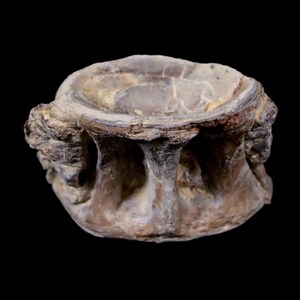 1.4&quot; Xiphactinus Audax Fossil Vertebrae Cretaceous Era Fish Niobrara Formation Kansas Free Shipping