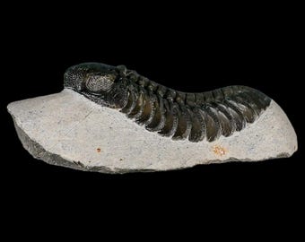 Moroccops Trilobite Fossil Devonian Morocco 400 Million Years
