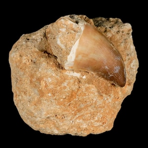 XL 2.2&quot; Mosasaur Prognathodon Fossil Tooth In Matrix Oued Zem Morocco Cretaceous Dinosaur Era Certificate of Authenticity Free Shipping