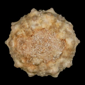 May include: A close-up of a sea urchin shell. The shell is a light beige color with a rough, textured surface. It has a rounded shape with small, rounded protrusions around the edges. The center of the shell has a slightly darker, more textured area.