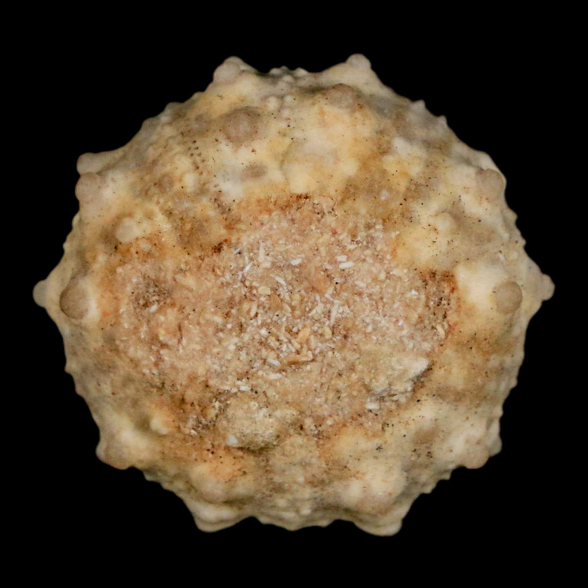 30MM Detailed Fossil Goniopygus Sp Sea Urchin Echinoid Cretaceous