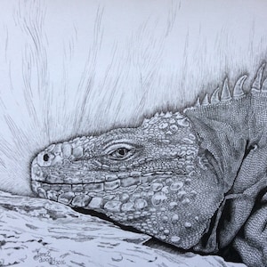 Printable, downloadable, art original lizard adult colouring page