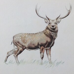 May include: A detailed illustration of a deer with large antlers. The deer has brown fur with white spots and is standing in a grassy area. The artwork is done in a realistic style with soft colors.