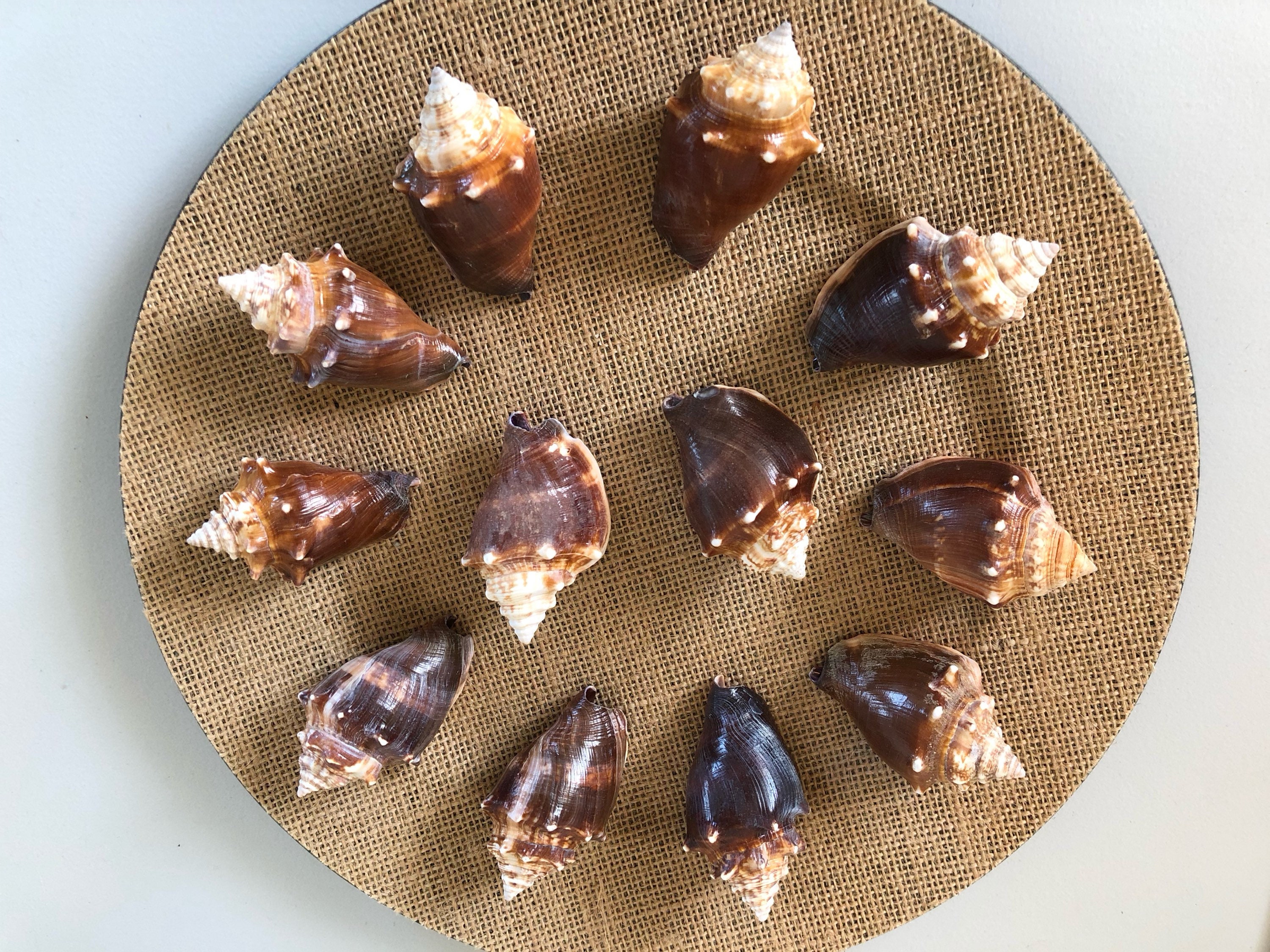 One Dozen FL Fighting Conch Shells