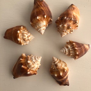 6 FL Fighting Conch Shells