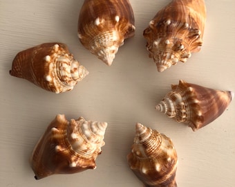 6 FL Fighting Conch Shells