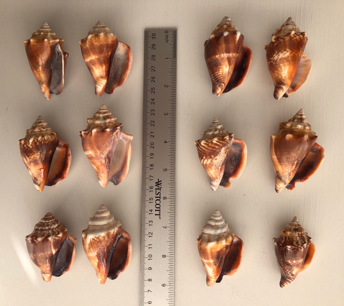 13 FL Fighting Conch Shells