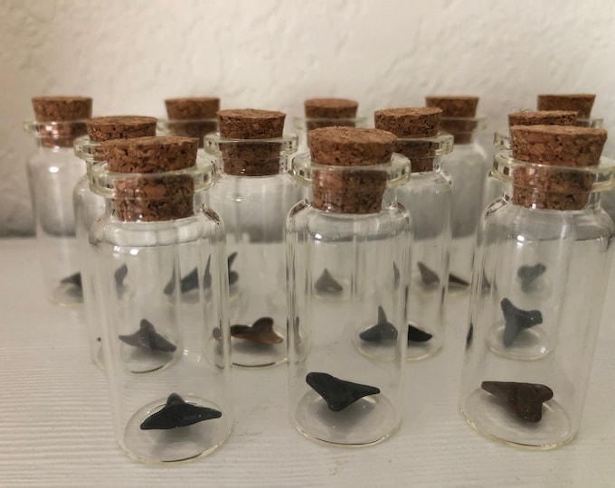 Set of 12 2” Cork Jars with Real Shark Teeth
