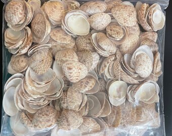 Calico Clam Shells