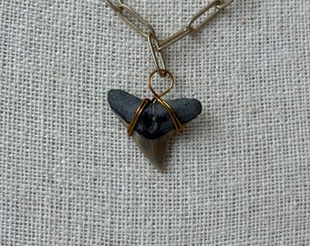 Bull Shark Tooth Necklace