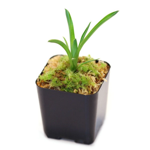 Brocchinia reducta - Carnivorous Bromeliad Plant