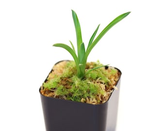 Billbergia Vittata 'domingos Martins' Bromeliad - Etsy