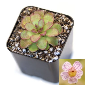 Pinguicula kondoi Carnivorous Mexican Butterwort Plant Plant