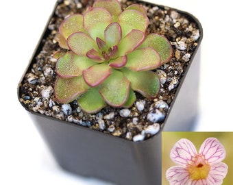 Pinguicula kondoi - Carnivorous Mexican Butterwort Plant