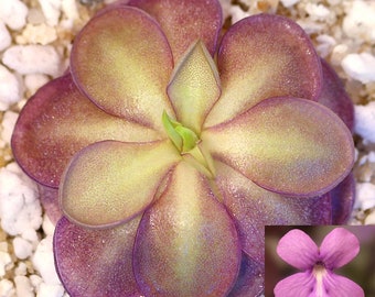 Pinguicula moranensis var. alba ‘Molango’ x cyclosecta - Carnivorous Mexican Butterwort Plant