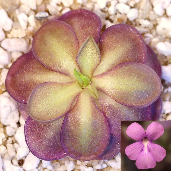 Butterwort - Pinguicula moranensis var. alba ‘Molango’ x cyclosecta - Carnivorous Plant - Mexican Butterwort