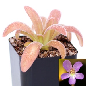 Pinguicula agnata x gypsicola - Carnivorous Mexican Butterwort Plant